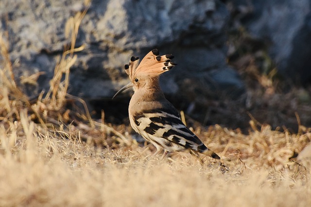 鸟 动物 羽毛 - 上的免费照片