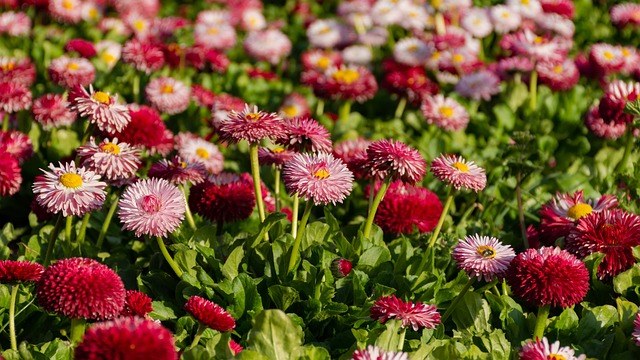 雏菊 丰富多彩的 明亮的花 - 上的免费照片