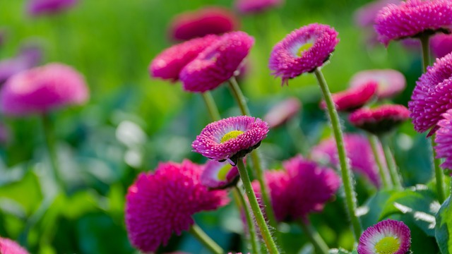 雏菊 紫丁香 明亮的花 - 上的免费照片