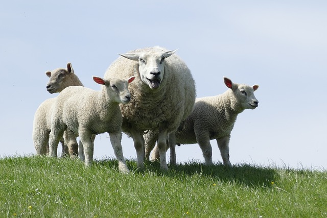 羊 农场 羔羊 - 上的免费照片