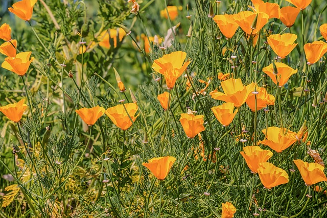 Eschscholzia 夜蛾 黄金罂粟 罂粟科 - 上的免费照片
