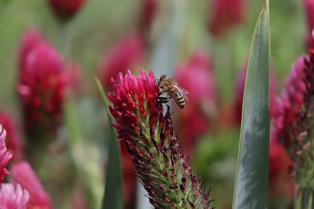 三叶草 红色的 蜜蜂 - 上的免费照片