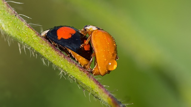 瓢虫 上帝甲壳虫 甲虫 - 上的免费照片