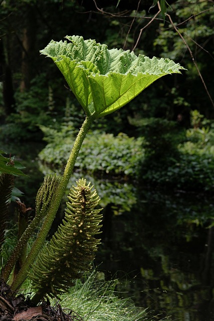 猛犸象表 Gunnera Manicata 巨大黄 - 上的免费照片