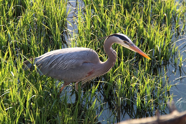不列颠哥伦比亚省 加拿大 穆迪港 - 上的免费照片