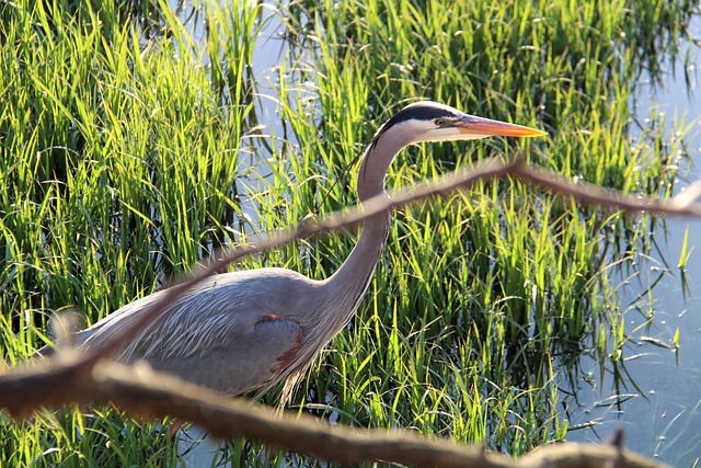 不列颠哥伦比亚省 加拿大 穆迪港 - 上的免费照片