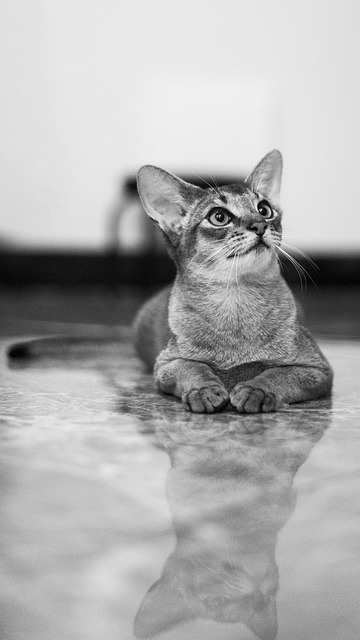 猫 猫咪 宠物 - 上的免费照片