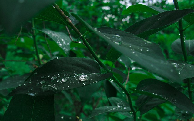 Ross 叶子 自然 - 上的免费照片