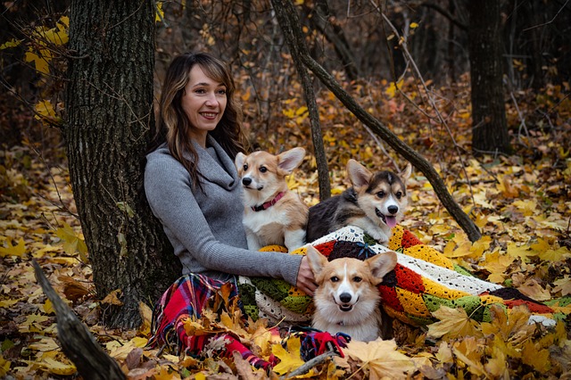 威尔士柯基彭布罗克 柯基犬 三只狗 - 上的免费照片