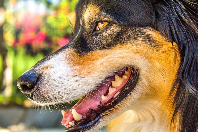 澳大利亚牧羊犬 狗 国内的 - 上的免费照片