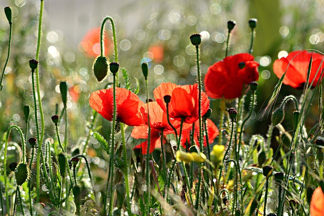 花朵 罂粟 植物学 - 上的免费照片
