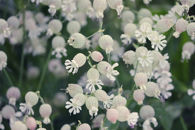 葡萄甲状腺肿大-坎皮恩 普通话 普通胶水 - 上的免费照片