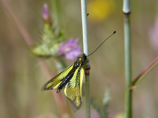 昆虫 黄色 Libelloides Cunii - 上的免费照片