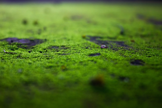 苔藓 绿色 莫斯 - 上的免费照片