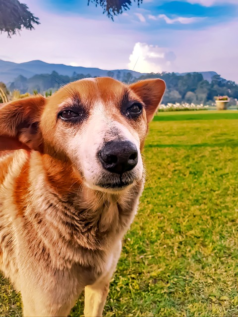 狗 小狗 宠物 - 上的免费照片