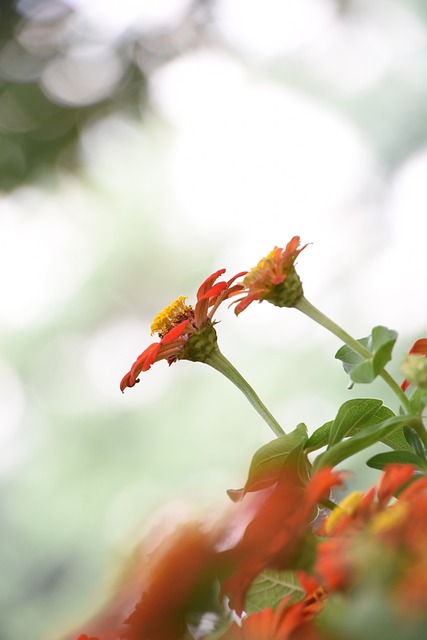 花 开花 叶子 - 上的免费照片