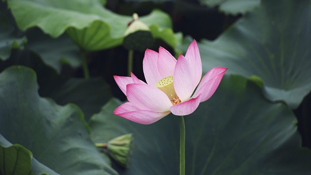 花 开花 叶子 - 上的免费照片
