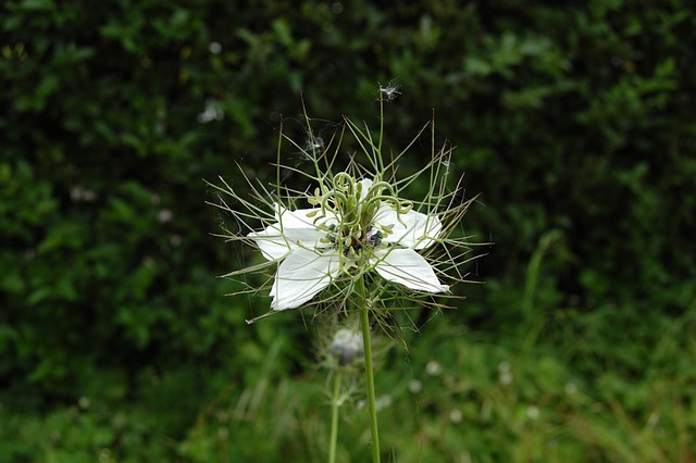花 白 奈杰拉 - 上的免费照片
