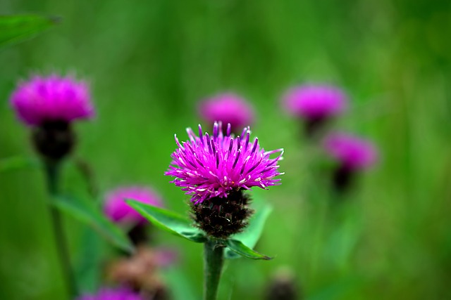 蓟 花 紫色的 - 上的免费照片