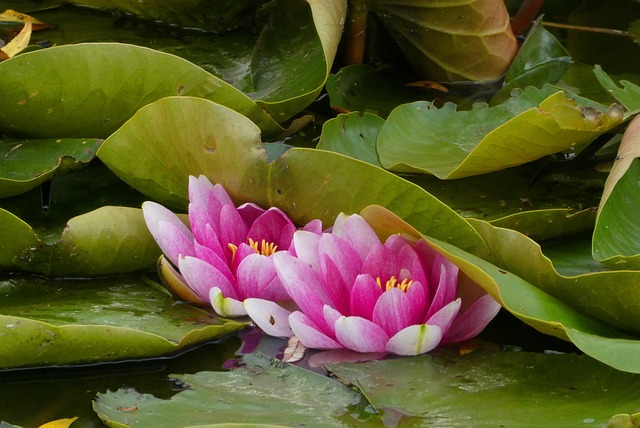 水中百合 沟 花卉 - 上的免费照片