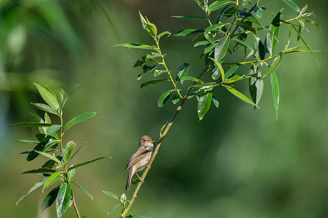 布莱斯的里德莺 Acrocephalus Dumetorum 鸟 - 上的免费照片