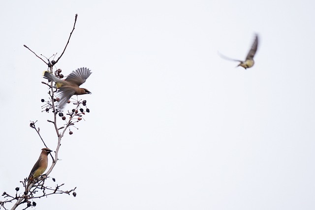 雪松雀 鸟类 蜡翅 - 上的免费照片
