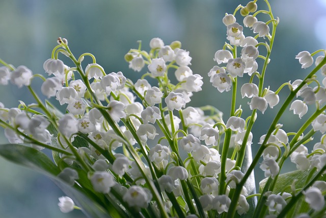山谷的百合花 花朵 白色的花 - 上的免费照片