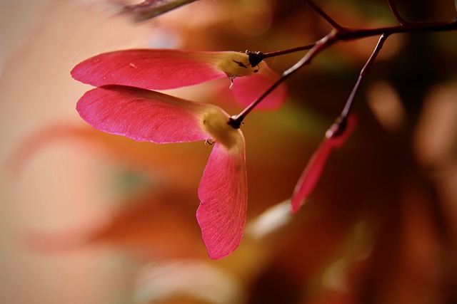 枫 日本枫树 红色的 - 上的免费照片