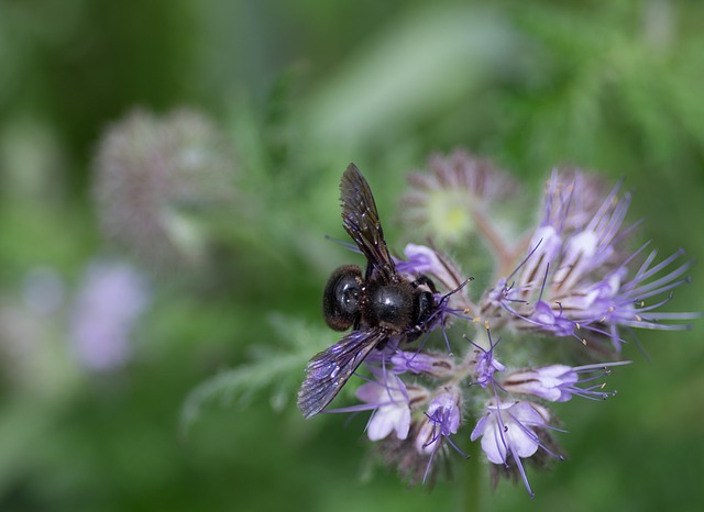 Apidae 木蜂 Xylocopa - 上的免费照片
