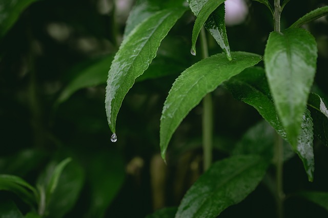 地球小时 春分 雨 - 上的免费照片