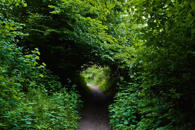 森林 树木 自然 - 上的免费照片