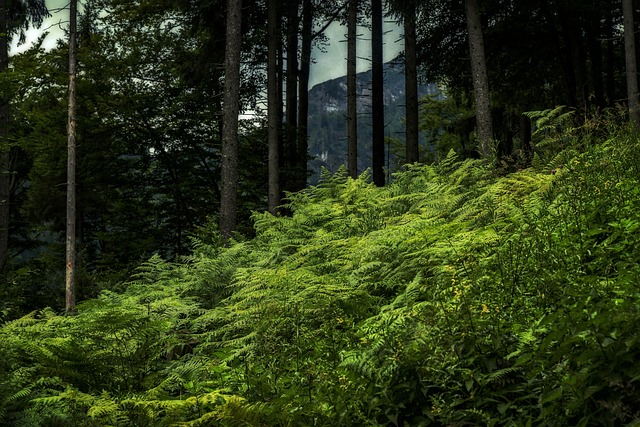 Hagertal 吻 蒂罗尔 - 上的免费照片