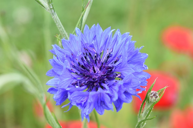 花 矢车菊花 花花 - 上的免费照片