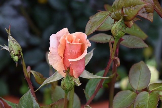 花 粉红色的花 灌木 - 上的免费照片