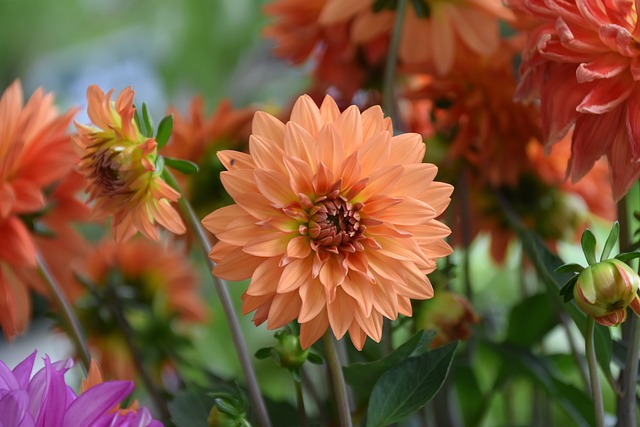 花 花色橙色 绿叶 - 上的免费照片