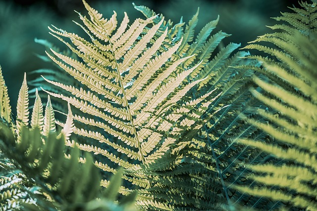 自然 植物 蕨类 - 上的免费照片
