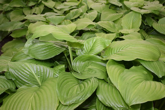 阴影的百合花 玉簪Plantaginea 绿色 - 上的免费照片