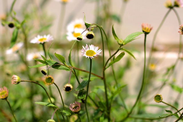 Erigeron Karvinskianus - 上的免费照片