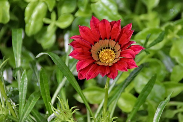 花 盛开 Gazánie - 上的免费照片