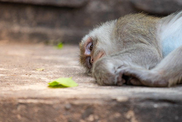Furryanimal 猿 亚洲 - 上的免费照片