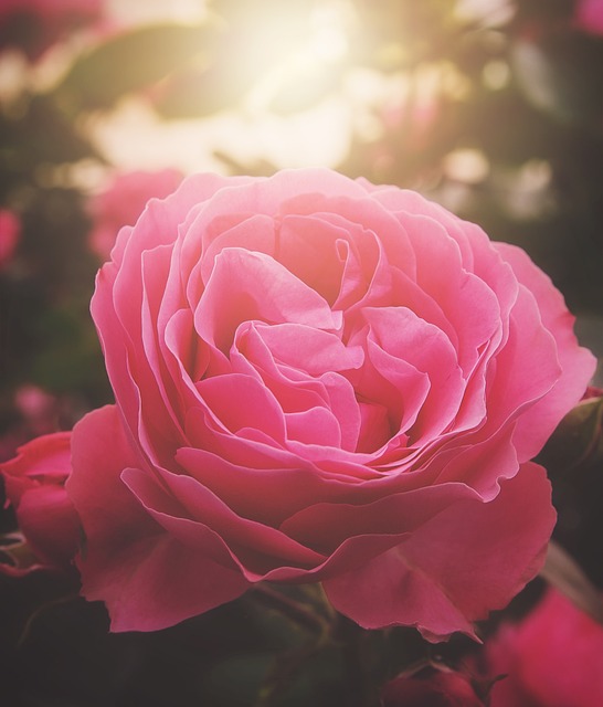 玫瑰 开花 玫瑰丛 - 上的免费照片