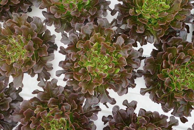 蔬菜种植 有机种子的生菜 蔬菜 - 上的免费照片