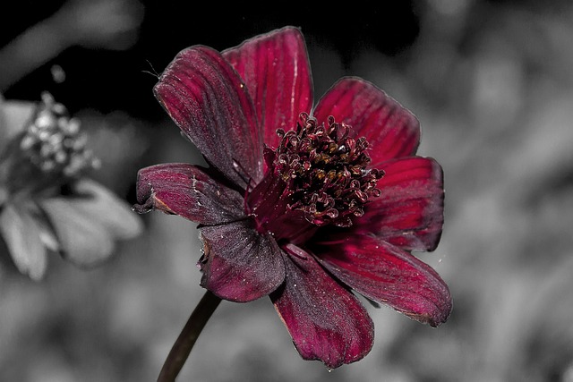 Cosmea 巧克力花 开花 - 上的免费照片