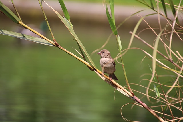 麻雀 鸟 鸟类学 - 上的免费照片
