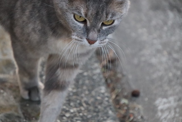 猫 猫科动物 特写 - 上的免费照片