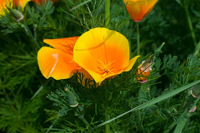 Eschscholzia 夜蛾 黄色罂粟 罂粟植物 - 上的免费照片