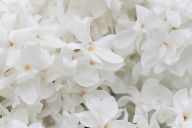 丁香 白色的花 花朵 - 上的免费照片
