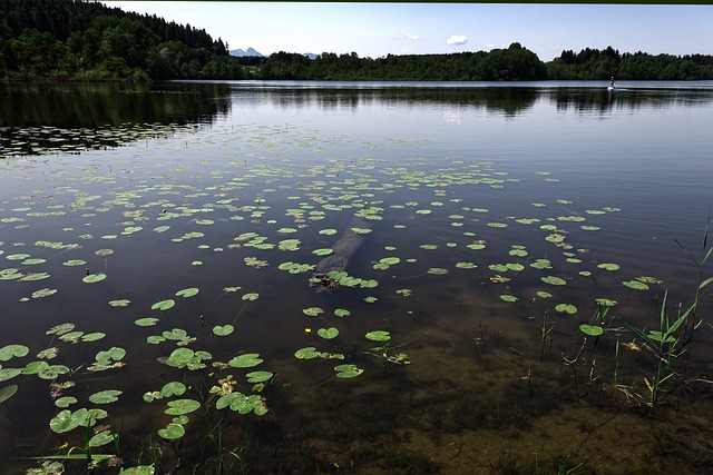 百合垫 水生植物 水 - 上的免费照片