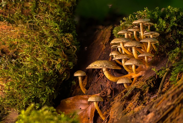 蘑菇 海绵 苔藓 - 上的免费照片