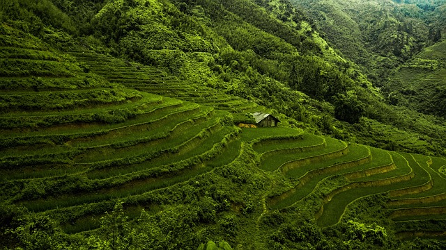 稻田 亚洲 领域 - 上的免费照片